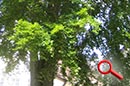 Mittlerweile gefällter Walnussbaum im Garten der Landwirtschaftsschule in Krumbach, heute Sportanlagen des SKG (Bild aus dem Archiv des HV)
